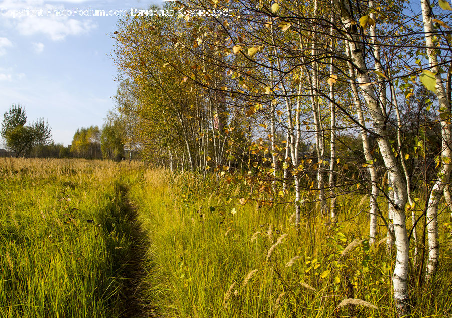 Field, Grass, Grassland, Plant, Land, Outdoors, Meadow