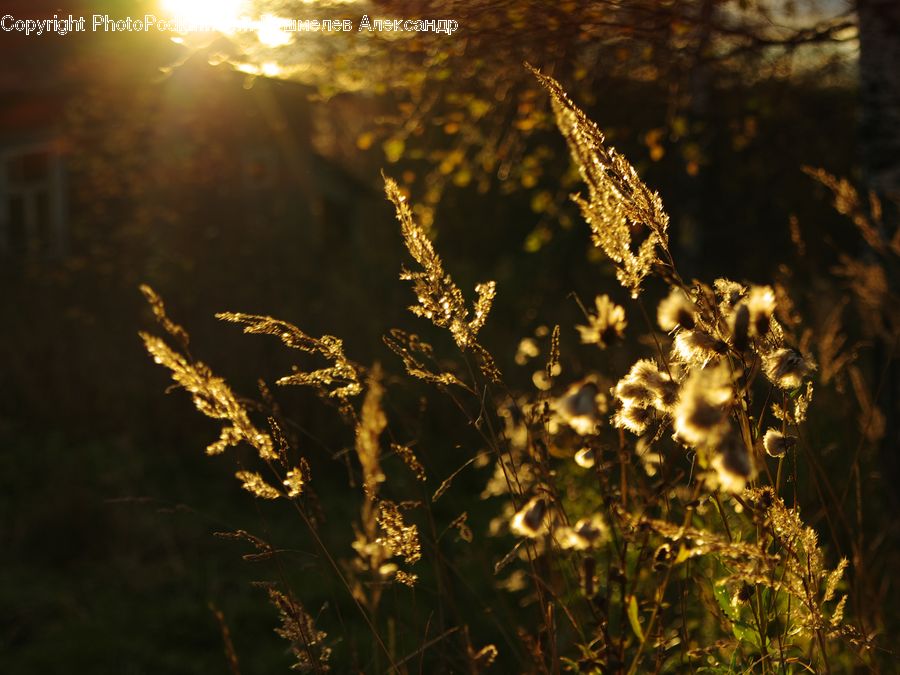 Flare, Light, Sunlight, Field, Grass, Grassland, Plant