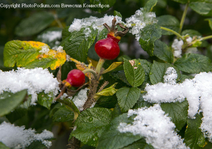 Frost, Ice, Outdoors, Snow, Fruit, Raspberry, Cherry