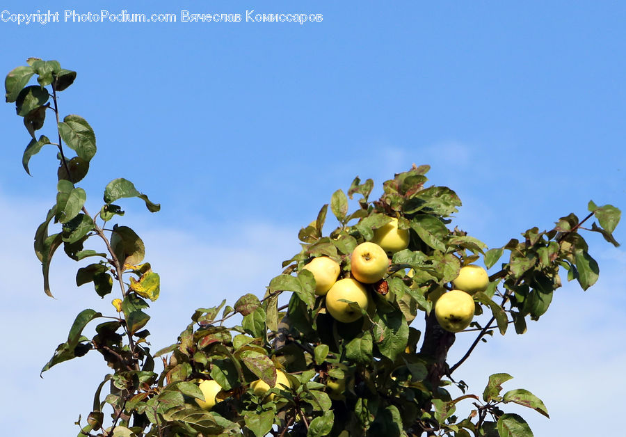 Ivy, Plant, Vine, Citrus Fruit, Fruit, Grapefruit, Blossom