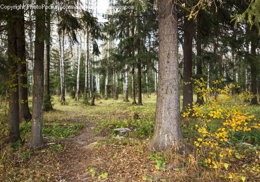 Forest, Vegetation, Grove, Land, Conifer, Fir, Plant