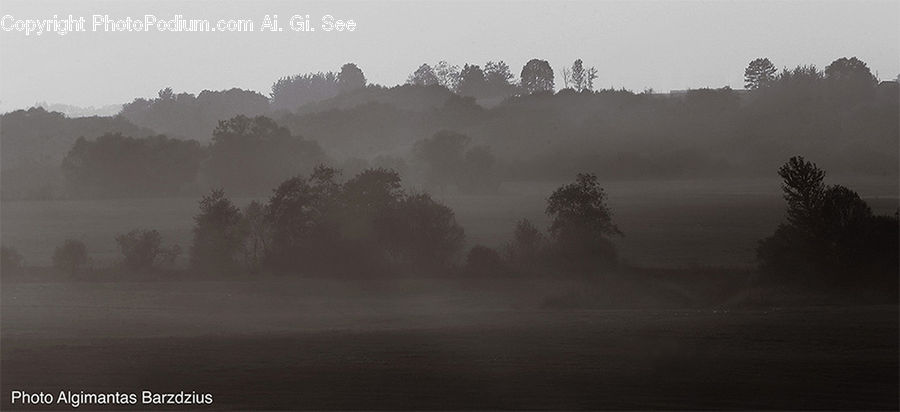 Plant, Tree, Fog, Horizon, Sky, Outdoors, Storm