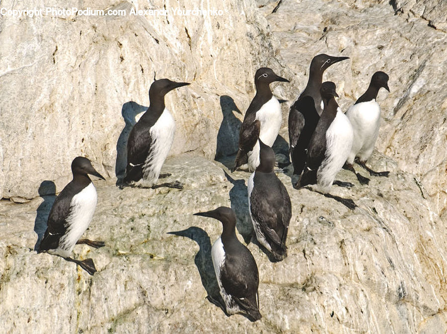 Bird, Penguin, Cormorant, Waterfowl, Arctic, Ice, Outdoors