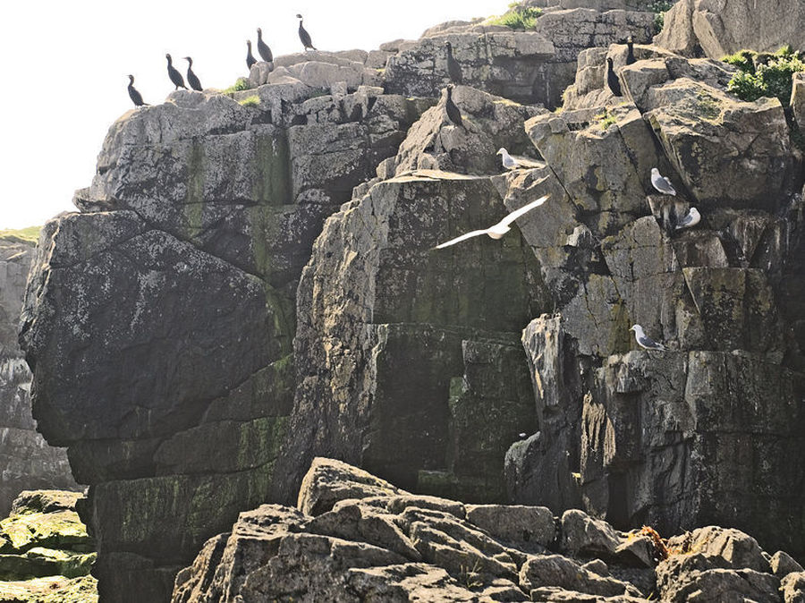 Rubble, Cliff, Outdoors, Rock, Albatross, Bird, Seagull