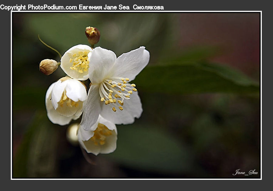 Blossom, Flora, Flower, Plant, Cherry Blossom, Diaper, Underwear