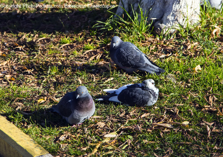 Bird, Pigeon, Moss, Plant, Dove, Herbal, Herbs