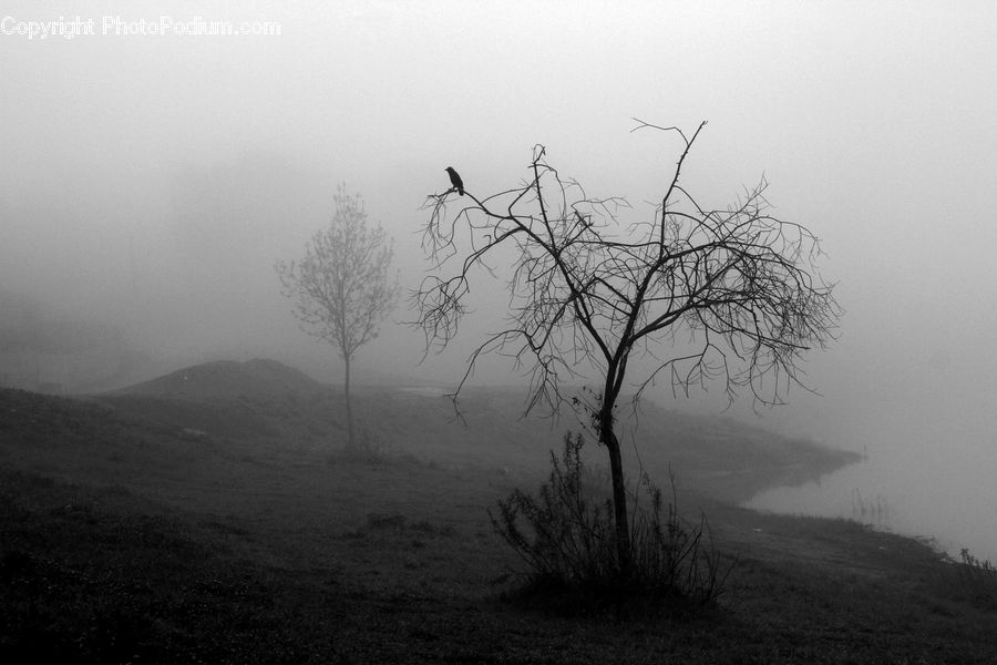 Plant, Tree, Fog, Countryside, Outdoors, Silhouette, Forest