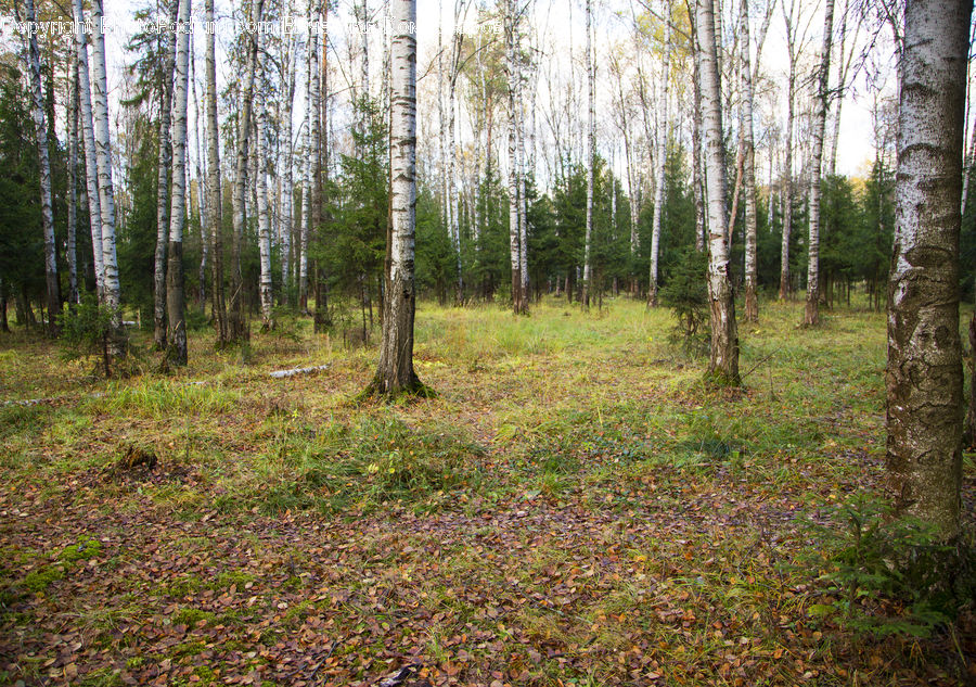 Birch, Tree, Wood, Forest, Grove, Land, Vegetation