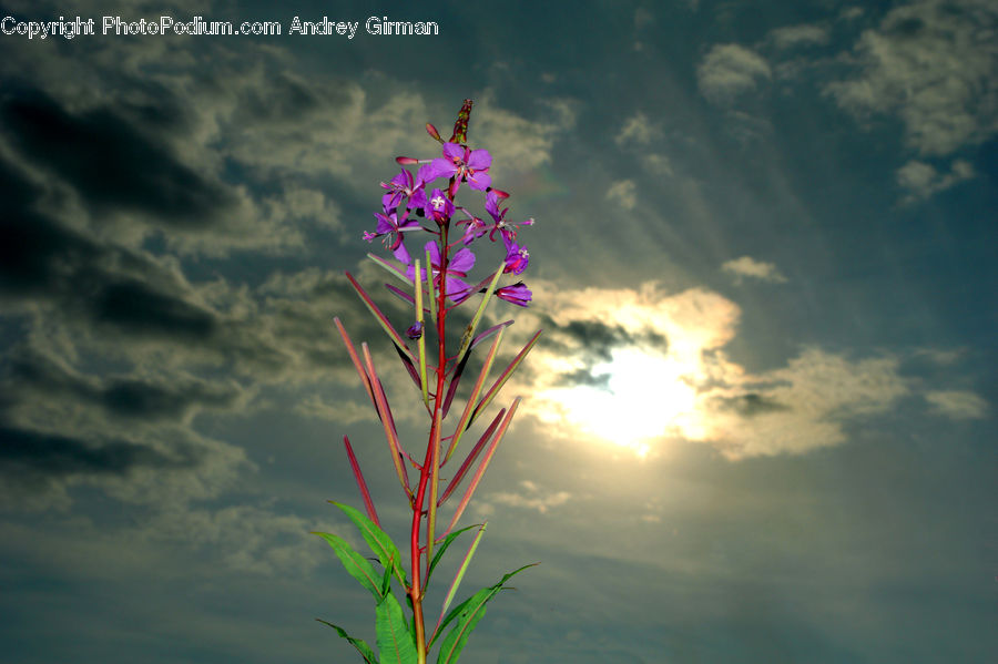 Flora, Flower, Gladiolus, Plant, Aquilegia, Blossom, Geranium