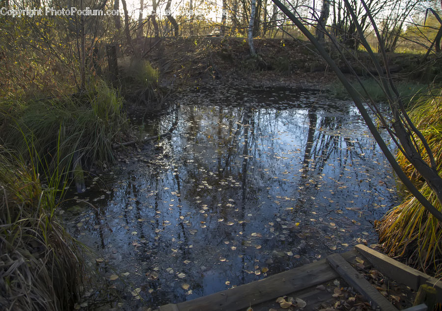 Outdoors, Pond, Water, Land, Marsh, Swamp, Grass