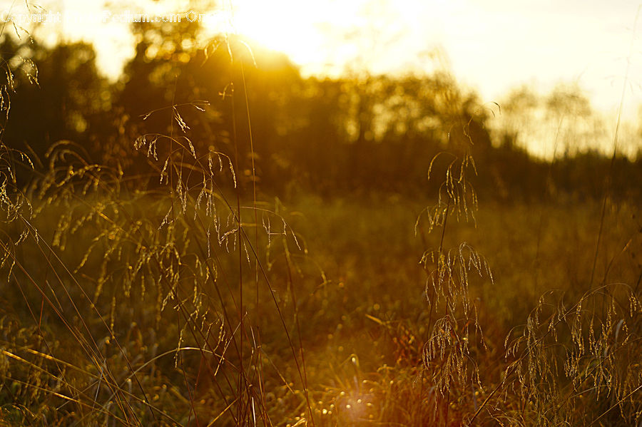 Field, Grass, Grassland, Plant, Flare, Light, Sunlight