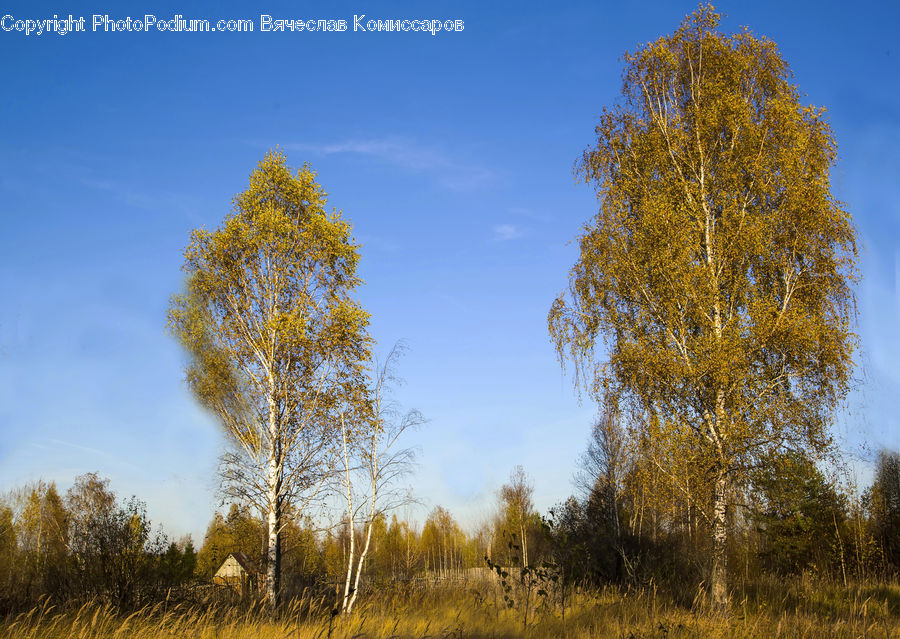 Birch, Tree, Wood, Field, Grass, Grassland, Land