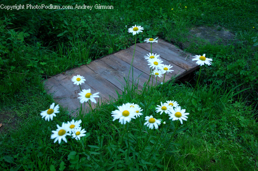 Tomb, Daisies, Daisy, Flower, Plant, Blossom, Daffodil