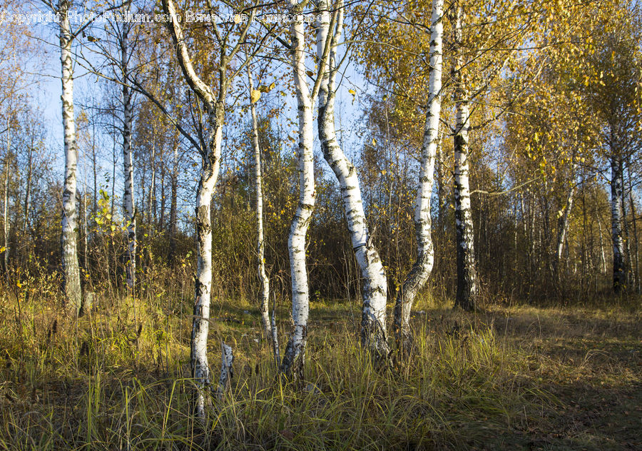 Birch, Tree, Wood