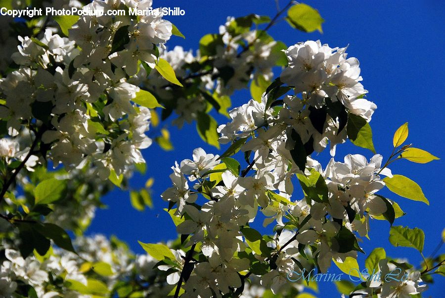 Blossom, Flora, Flower, Plant, Lilac, Fruit, Grapes