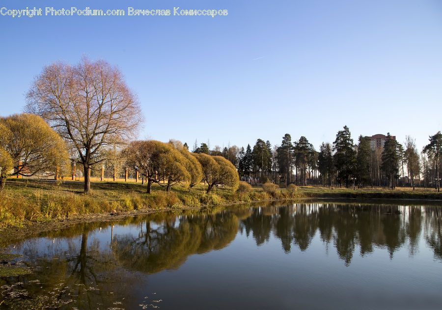 Plant, Tree, Outdoors, Pond, Water, Oak, Wood
