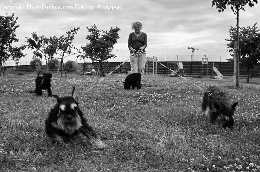 People, Person, Human, Animal, Canine, Collie, Dog