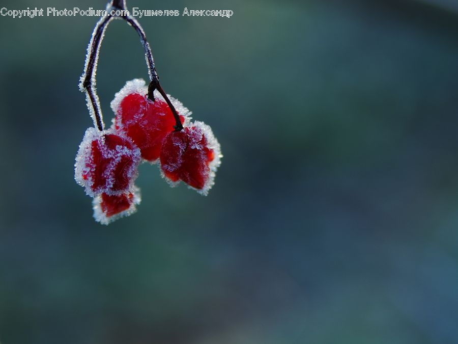Frost, Ice, Outdoors, Snow, Fruit, Raspberry, Blossom