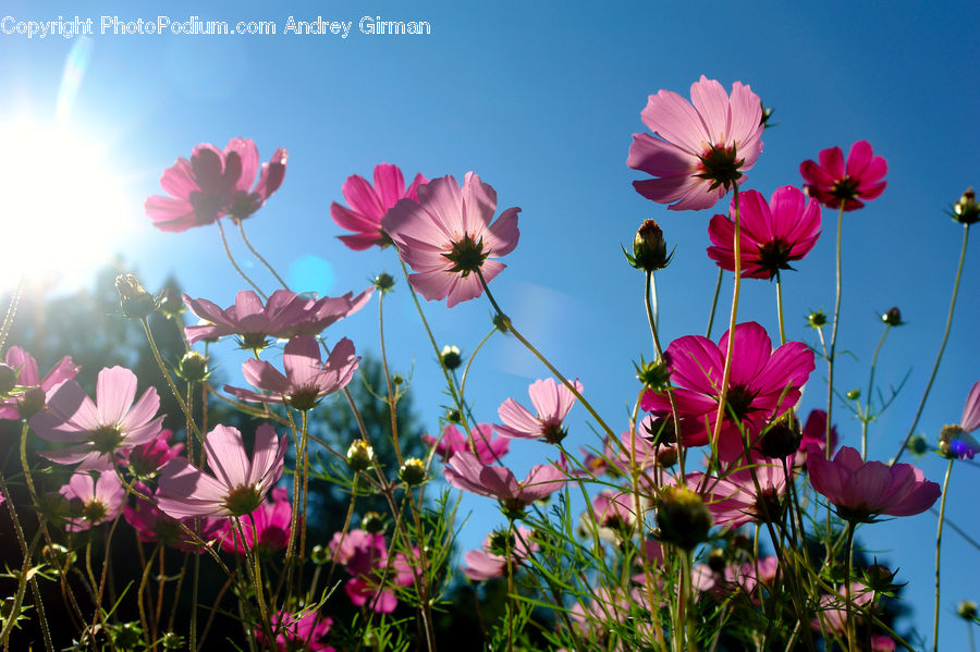 Cosmos, Blossom, Flora, Flower, Plant, Geranium, Aster