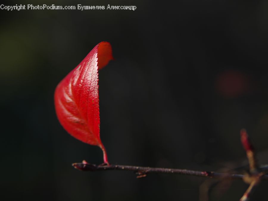 Bud, Plant, Blossom, Flora, Flower, Geranium, Hibiscus