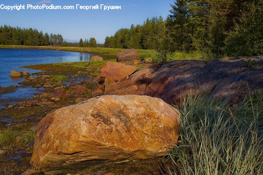 Rock, Bush, Plant, Vegetation, Countryside, Outdoors, Landscape