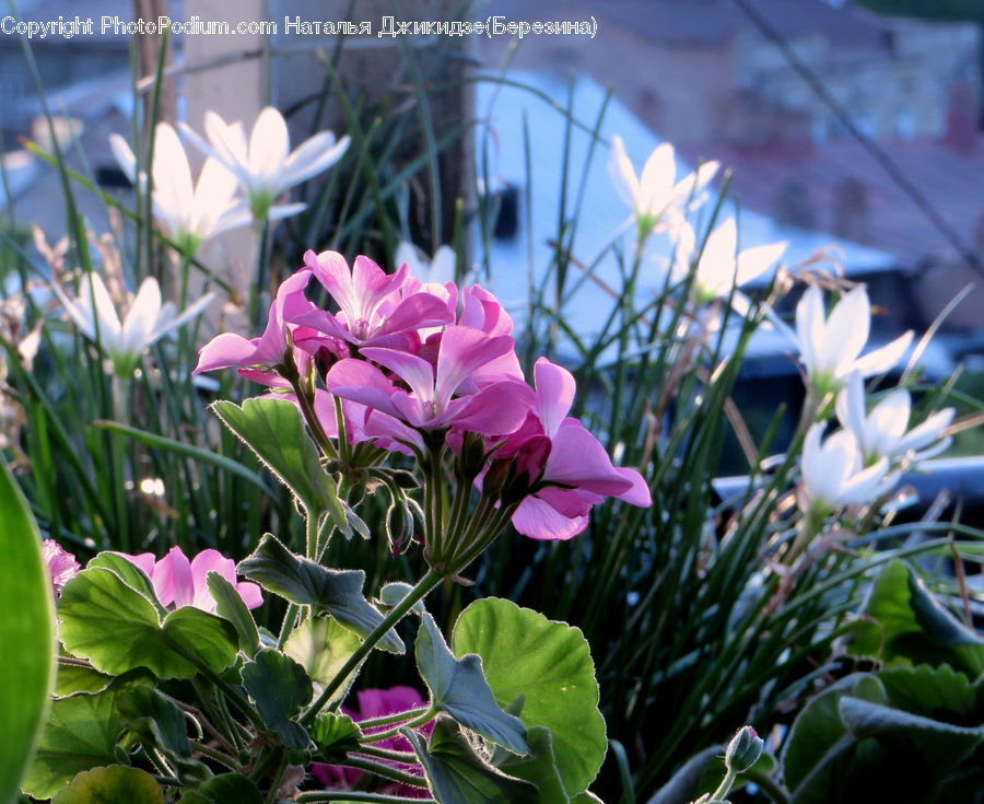 Flora, Flower, Gladiolus, Plant, Blossom, Crocus, Geranium