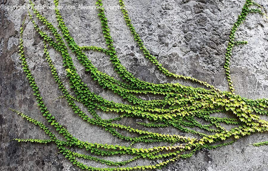 Ivy, Plant, Vine, Fern, Blossom, Flora, Flower