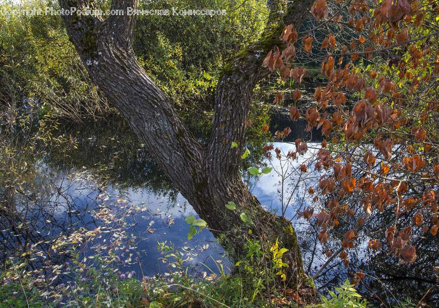 Oak, Tree, Wood, Bush, Plant, Vegetation, Conifer