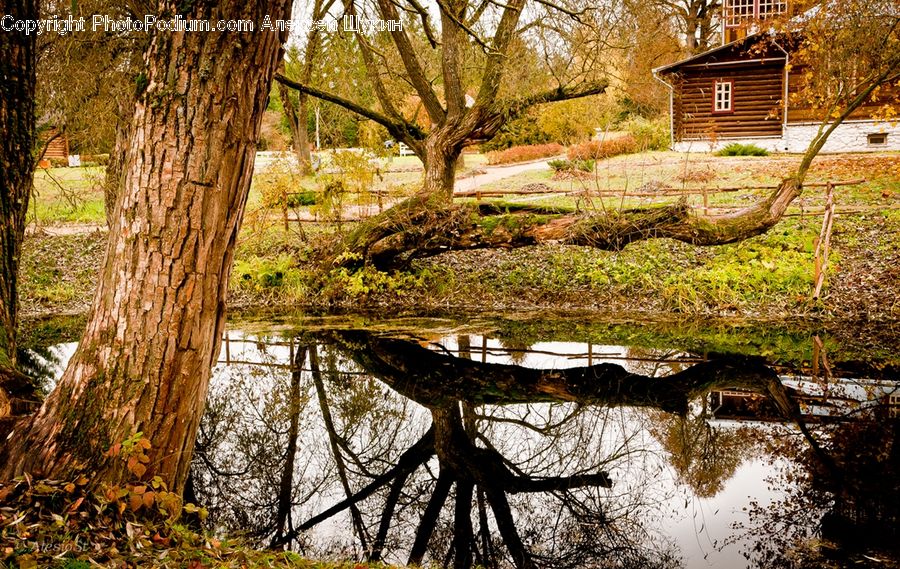 Plant, Tree, Blossom, Flora, Flower, Outdoors, Pond