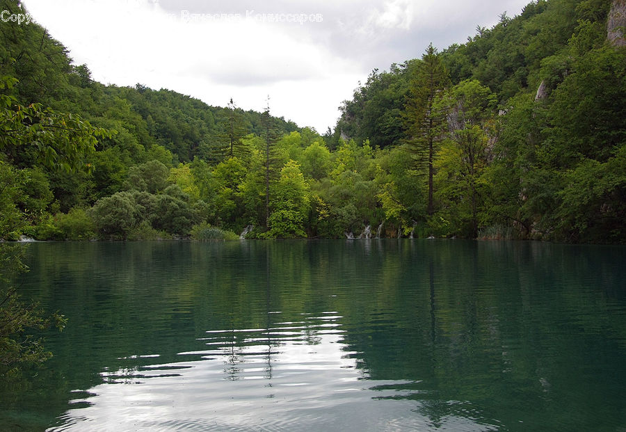 Forest, Jungle, Rainforest, Vegetation, Nature, Outdoors, Pond