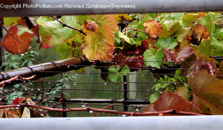 Plant, Vine, Countryside, Farm, Field, Vineyard, Fruit