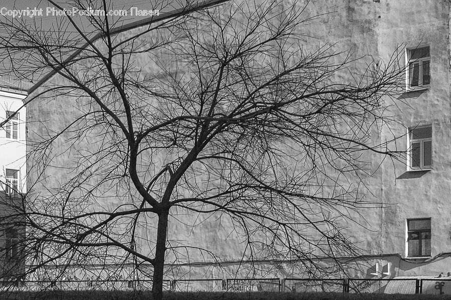 Plant, Tree, City, Downtown, Urban, Neighborhood, Town