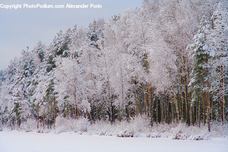 Landscape, Nature, Scenery, Frost, Ice, Outdoors, Snow