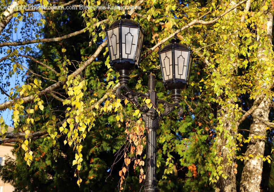 Plant, Vine, Lamp Post, Pole, Ivy, Conifer, Fir