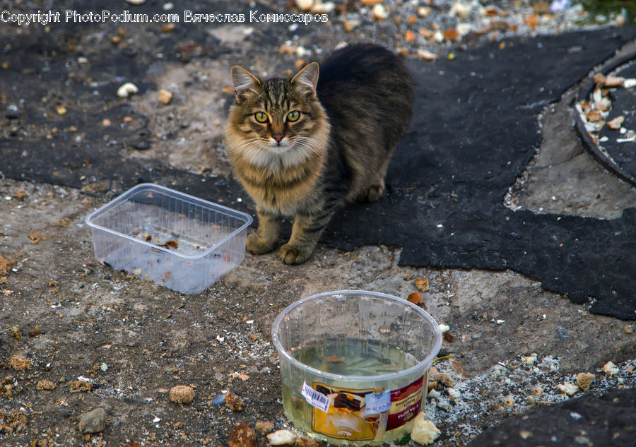 Animal, Cat, Mammal, Pet, Bucket, Kitten, Eating