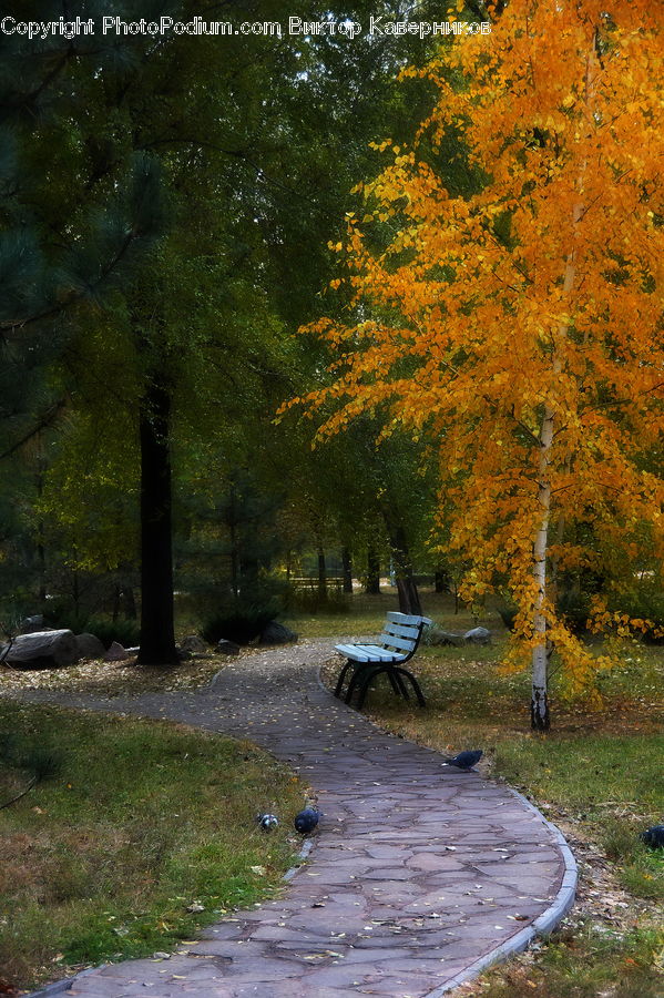 Bench, Dirt Road, Gravel, Road, Park, Landscape, Nature