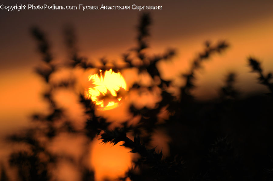 Conifer, Fir, Plant, Tree, Night, Outdoors, Flare