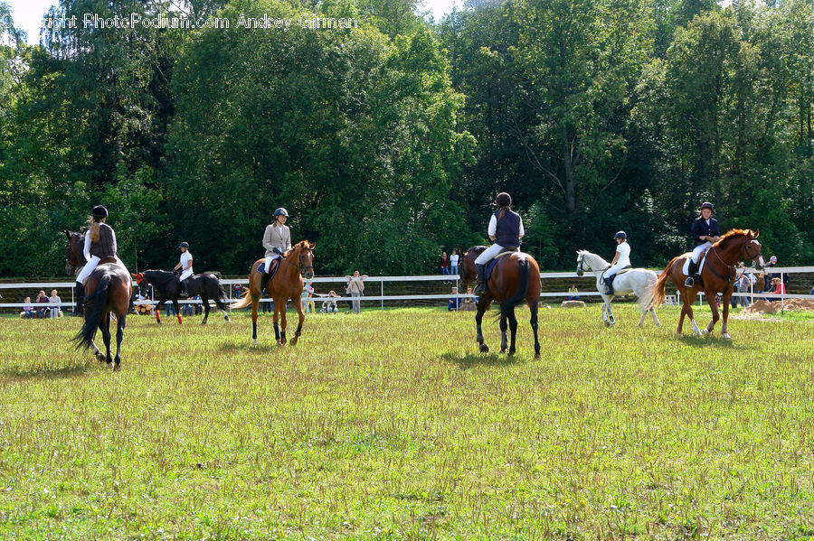 Animal, Horse, Mammal, Equestrian, Person, Countryside, Farm