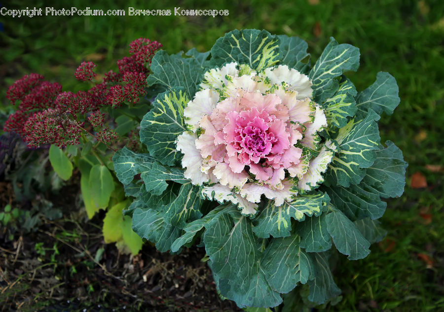 Cabbage, Produce, Vegetable, Blossom, Flower, Peony, Plant