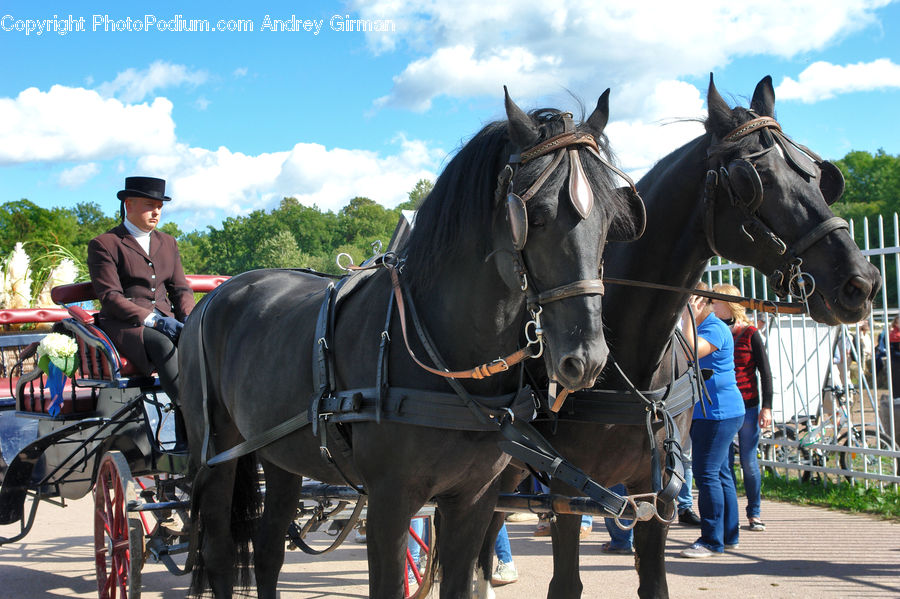 People, Person, Human, Carriage, Horse Cart, Vehicle, Animal