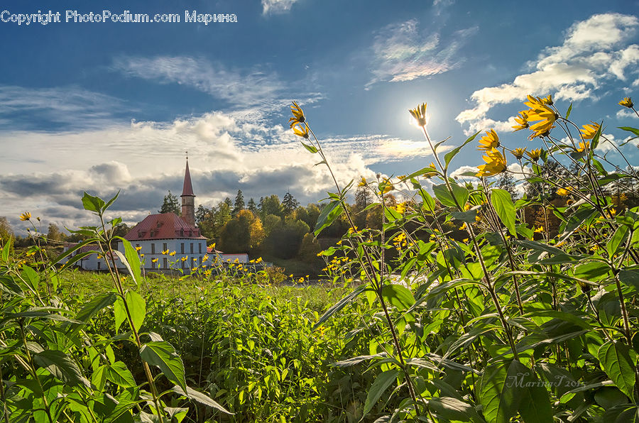 Architecture, Spire, Steeple, Tower, Field, Blossom, Flora