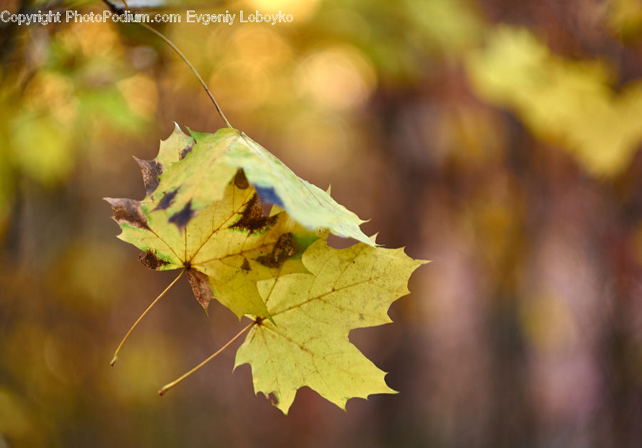 Maple, Maple Leaf, Plant, Veins, Tree, Wood, Birch