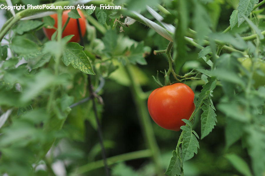 Produce, Tomato, Vegetable, Bell Pepper, Pepper, Herbs, Mint