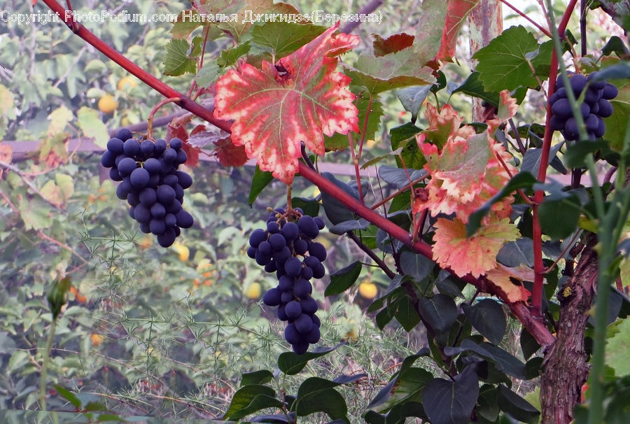 Fruit, Grapes, Plant, Vine, Potted Plant, Flora, Flower