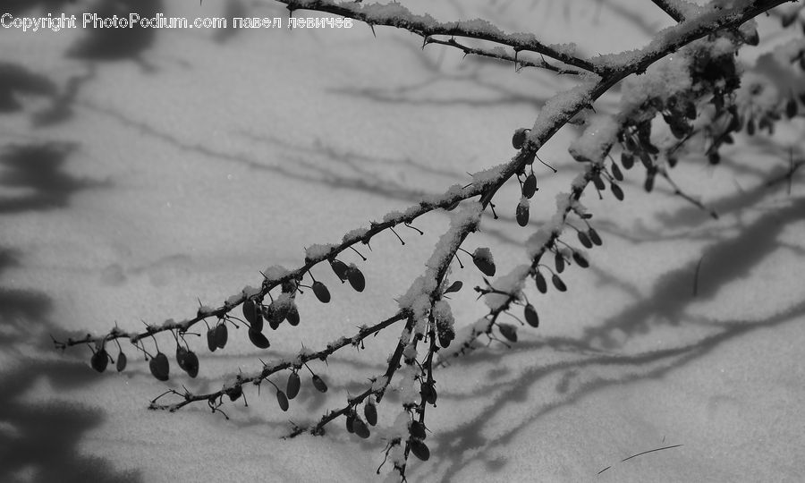 Ice, Outdoors, Snow, Plant, Tree, Conifer, Fir