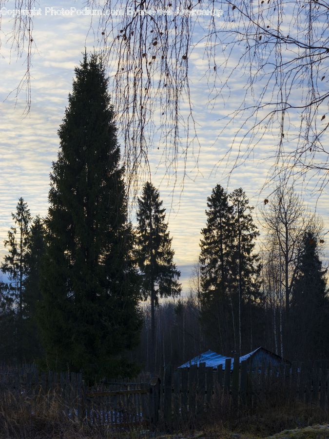 Conifer, Fir, Plant, Tree, Landscape, Nature, Scenery
