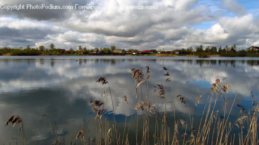 Land, Marsh, Pond, Swamp, Water, Field, Grass