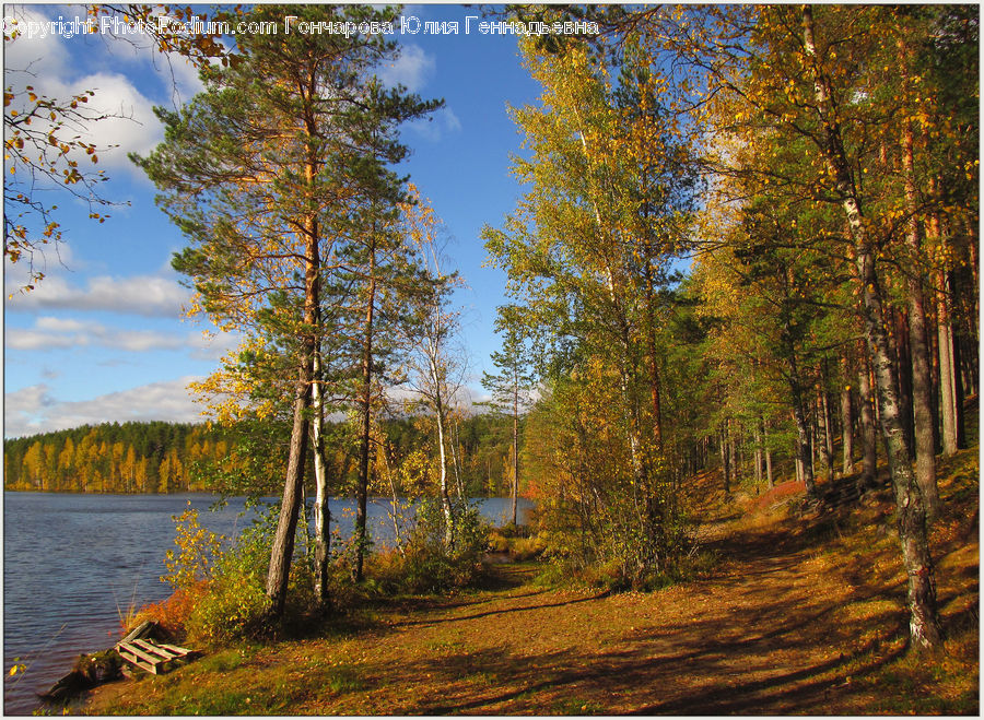 Conifer, Fir, Plant, Tree, Forest, Vegetation, Birch