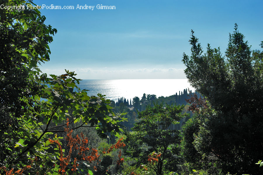 Conifer, Fir, Plant, Tree, Forest, Jungle, Rainforest