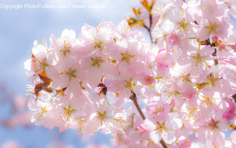 Blossom, Cherry Blossom, Flower, Flora, Plant